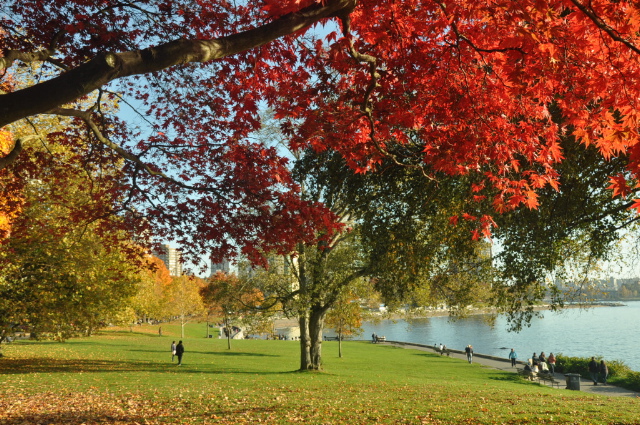 Vancouver West End - colourful tree in autumn